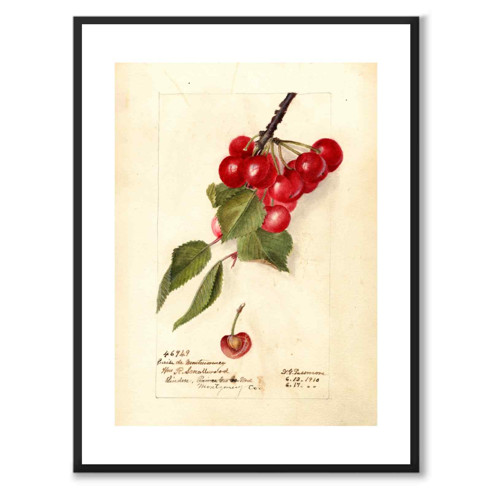 Körsbär som vintageillustration och poster från Historly – med vit kant utan titel