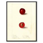 Cherries as a vintage illustration and poster from Historly – full image without white border