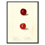 Cherries as a vintage illustration and poster from Historly – full image without white border