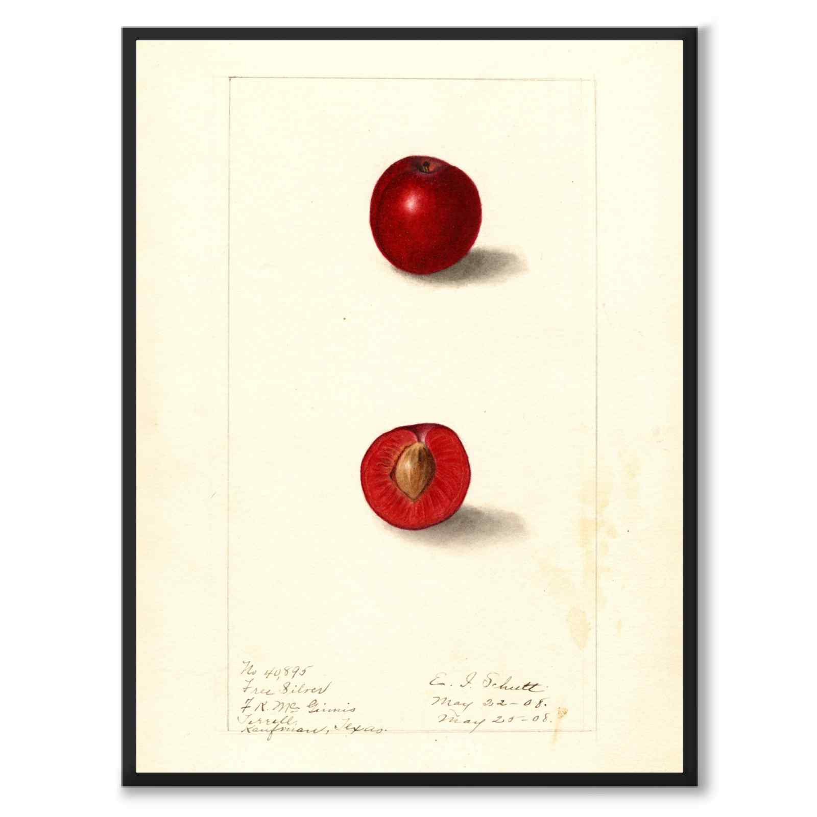 Cherries as a vintage illustration and poster from Historly – full image without white border