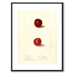 Cherries as a vintage illustration and poster from Historly – with white border without title