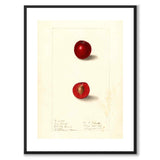 Cherries as a vintage illustration and poster from Historly – with white border without title