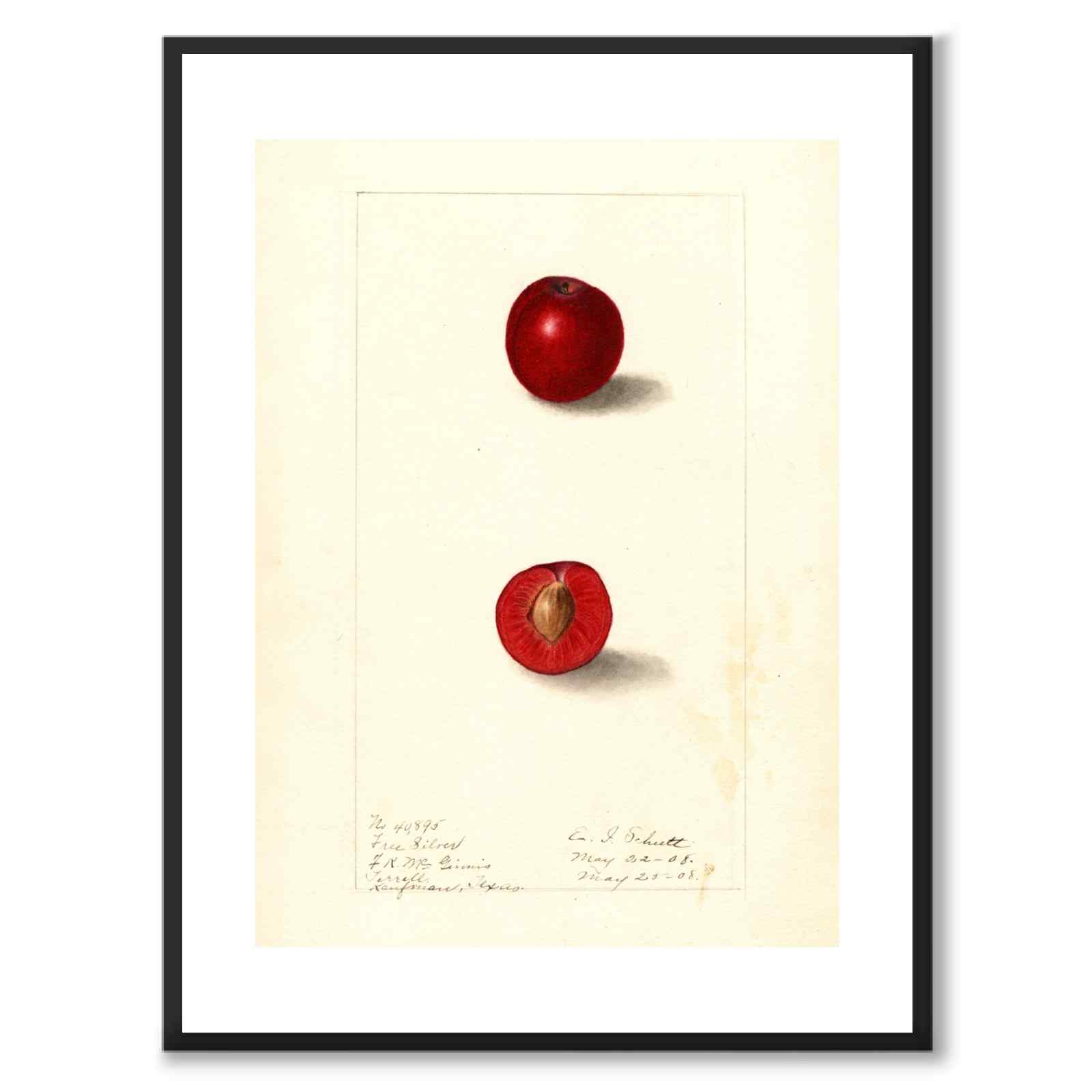 Cherries as a vintage illustration and poster from Historly – with white border without title