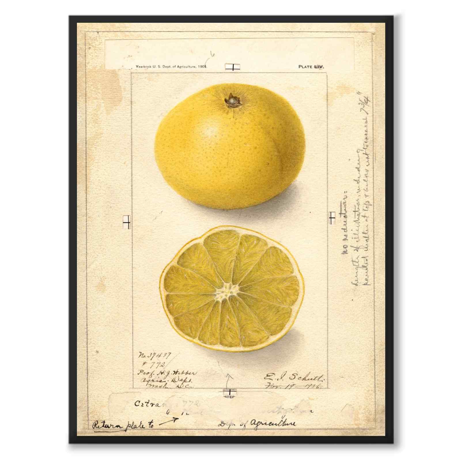 Grape som vintageillustration och poster från Historly – helbild utan vit kant