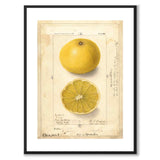Grape som vintageillustration och poster från Historly – med vit kant utan titel