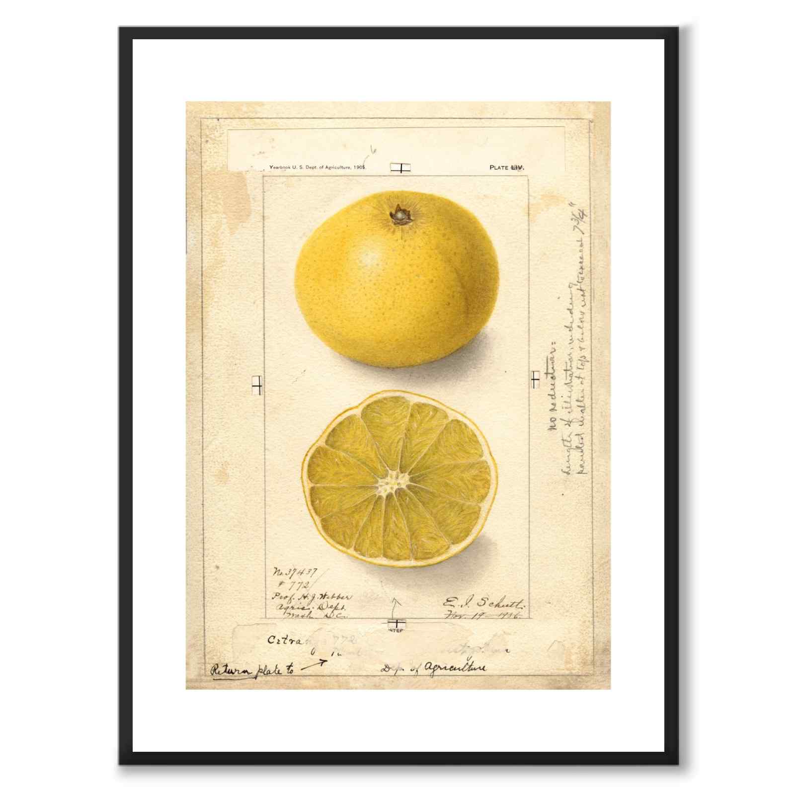 Grape som vintageillustration och poster från Historly – med vit kant utan titel