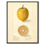 Citron som vintageillustration och poster från Historly – helbild utan vit kant