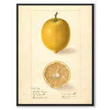 Citron som vintageillustration och poster från Historly – helbild utan vit kant