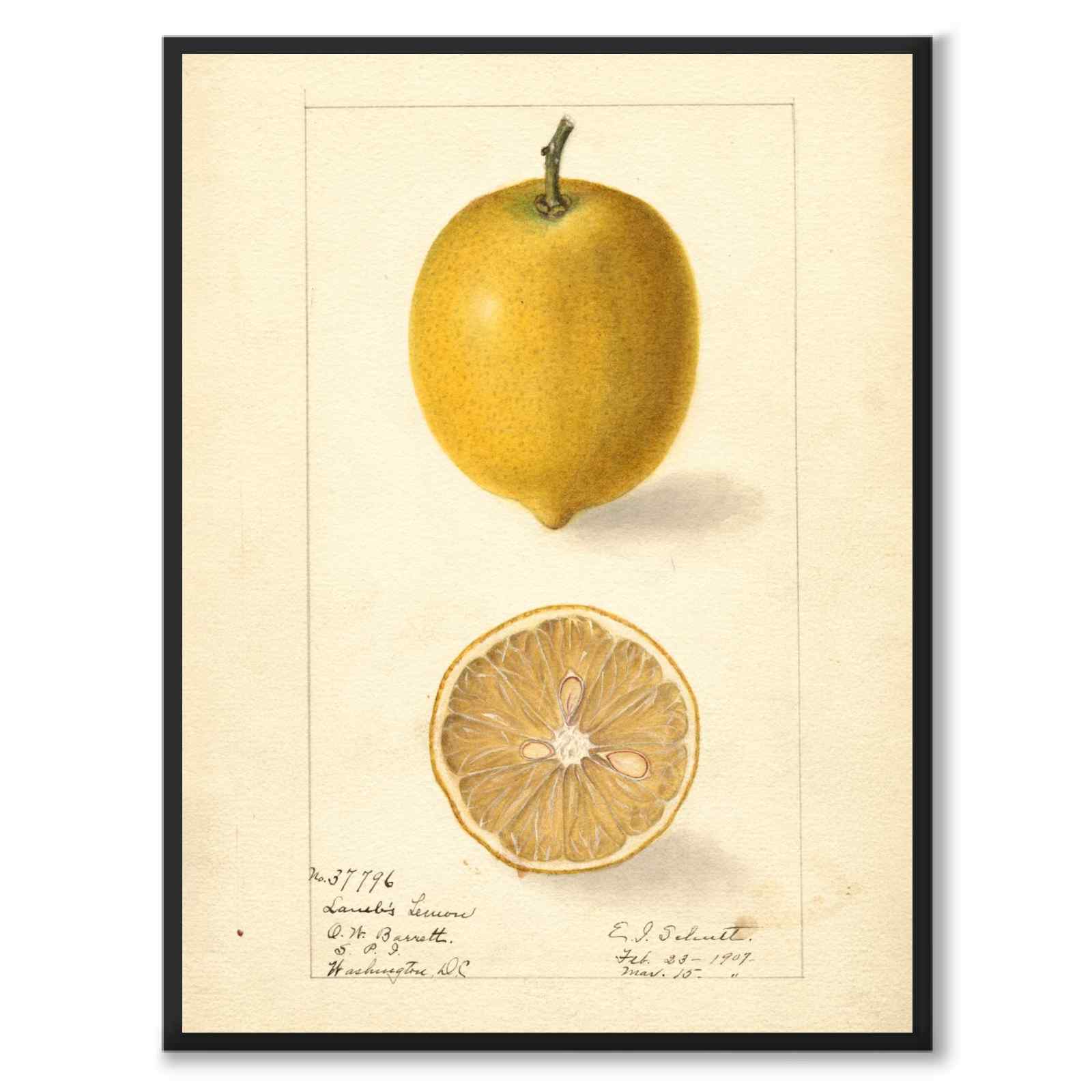 Citron som vintageillustration och poster från Historly – helbild utan vit kant