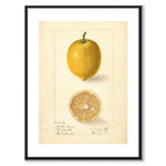 Citron som vintageillustration och poster från Historly – med vit kant utan titel
