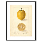 Citron som vintageillustration och poster från Historly – med vit kant utan titel