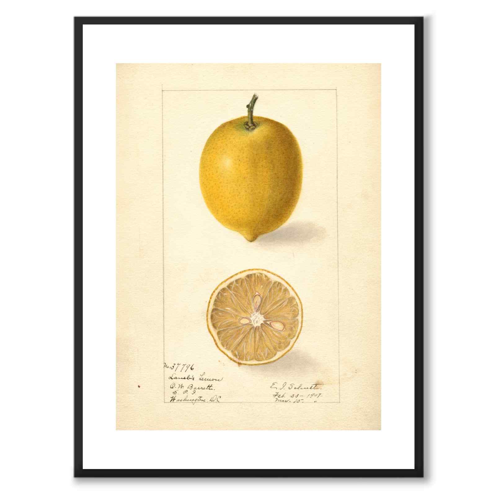 Citron som vintageillustration och poster från Historly – med vit kant utan titel