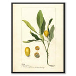 Kumquat as a vintage illustration and poster from Historly – full image without white border