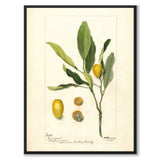 Kumquat as a vintage illustration and poster from Historly – full image without white border