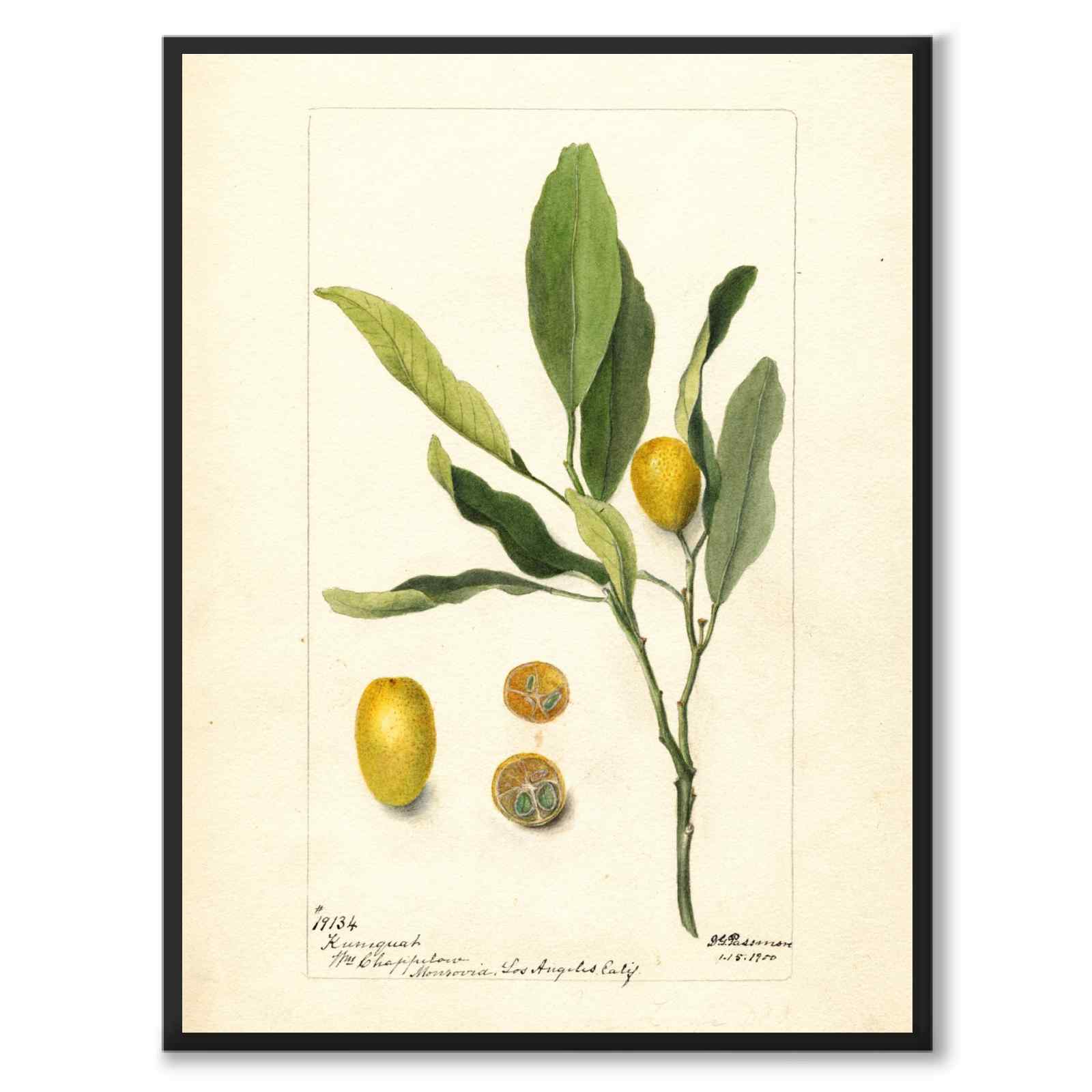 Kumquat som vintageillustration och poster från Historly – helbild utan vit kant