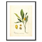 Kumquat as a vintage illustration and poster from Historly – with white border without title
