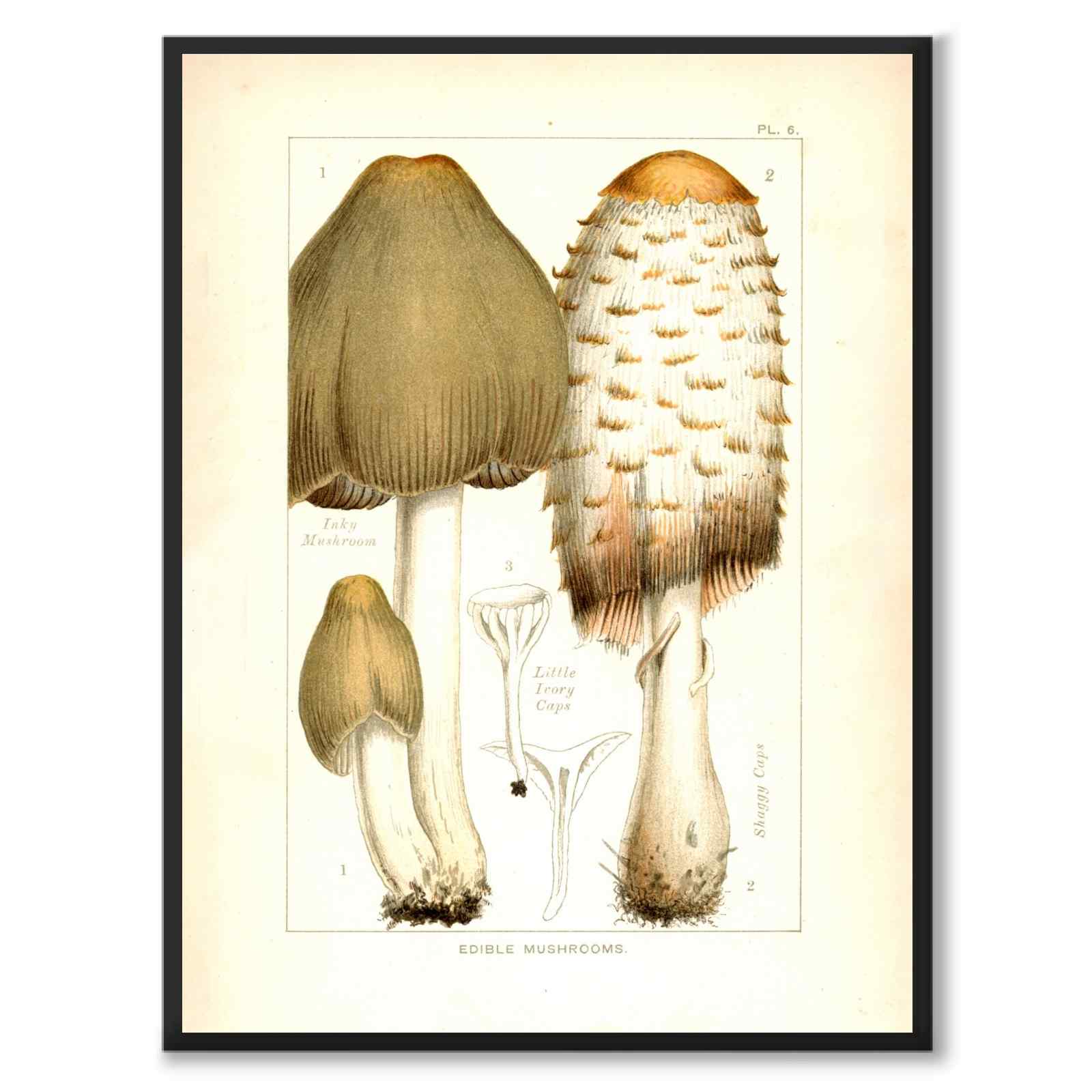 Edible Mushrooms as a poster from Historly – full image without white border