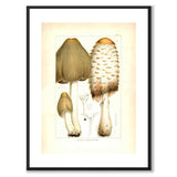 Edible Mushrooms as a poster from Historly – with white border without title