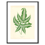 Lowe som vintageillustration och poster från Historly – med vit kant utan titel