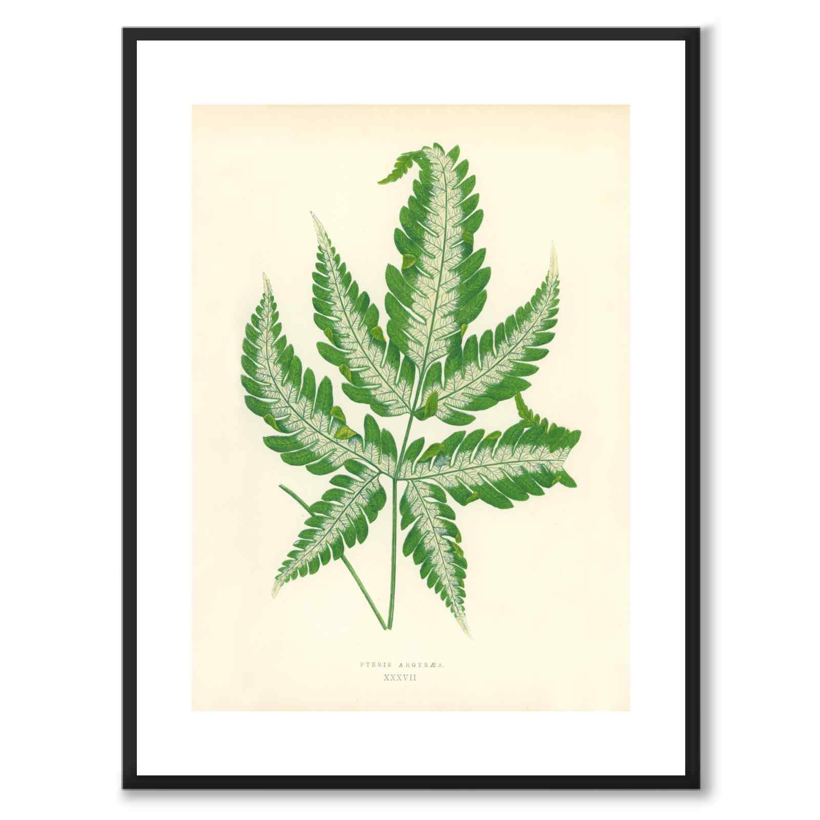 Lowe som vintageillustration och poster från Historly – med vit kant utan titel