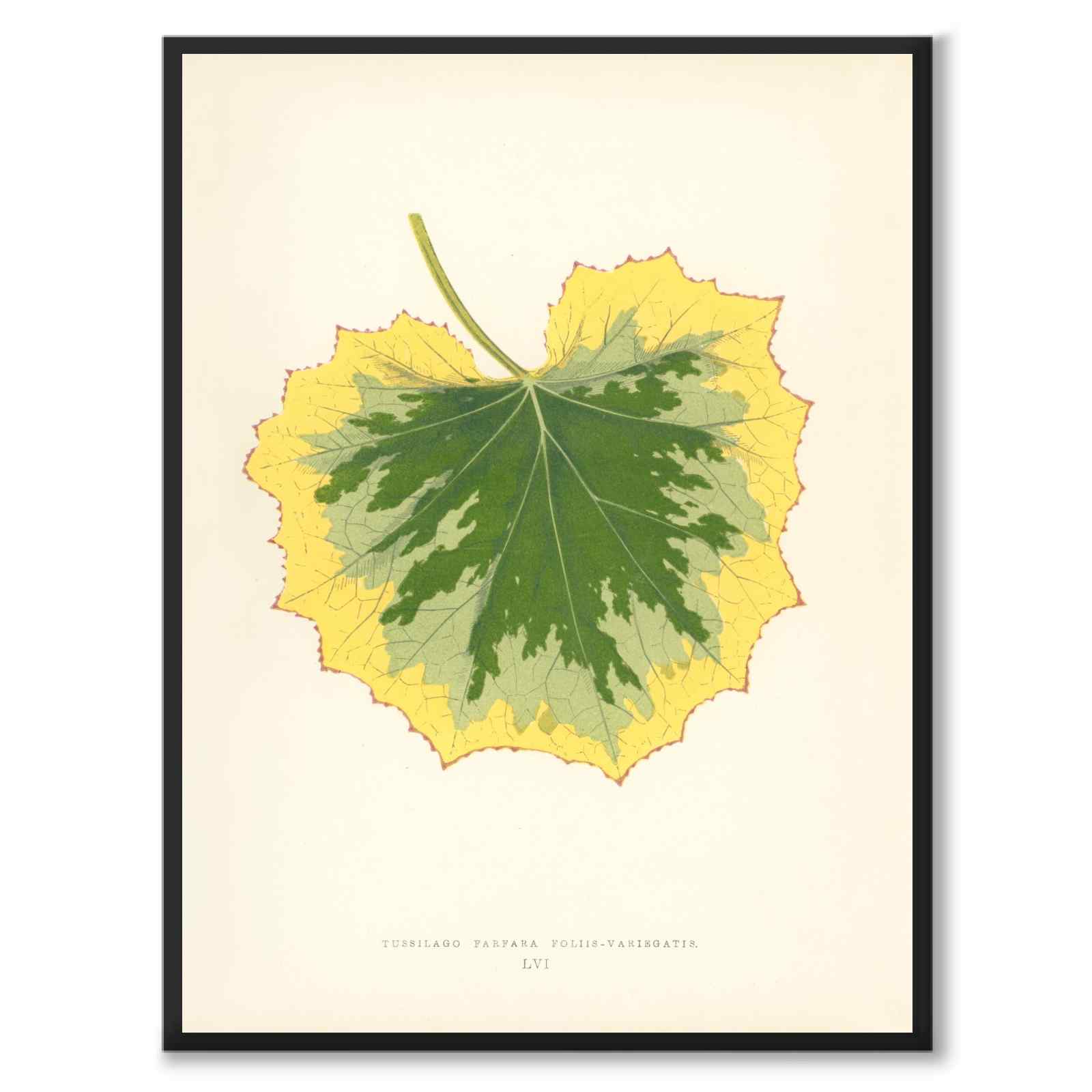 Lowe som vintageillustration och poster från Historly – helbild utan vit kant