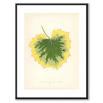 Lowe som vintageillustration och poster från Historly – med vit kant utan titel