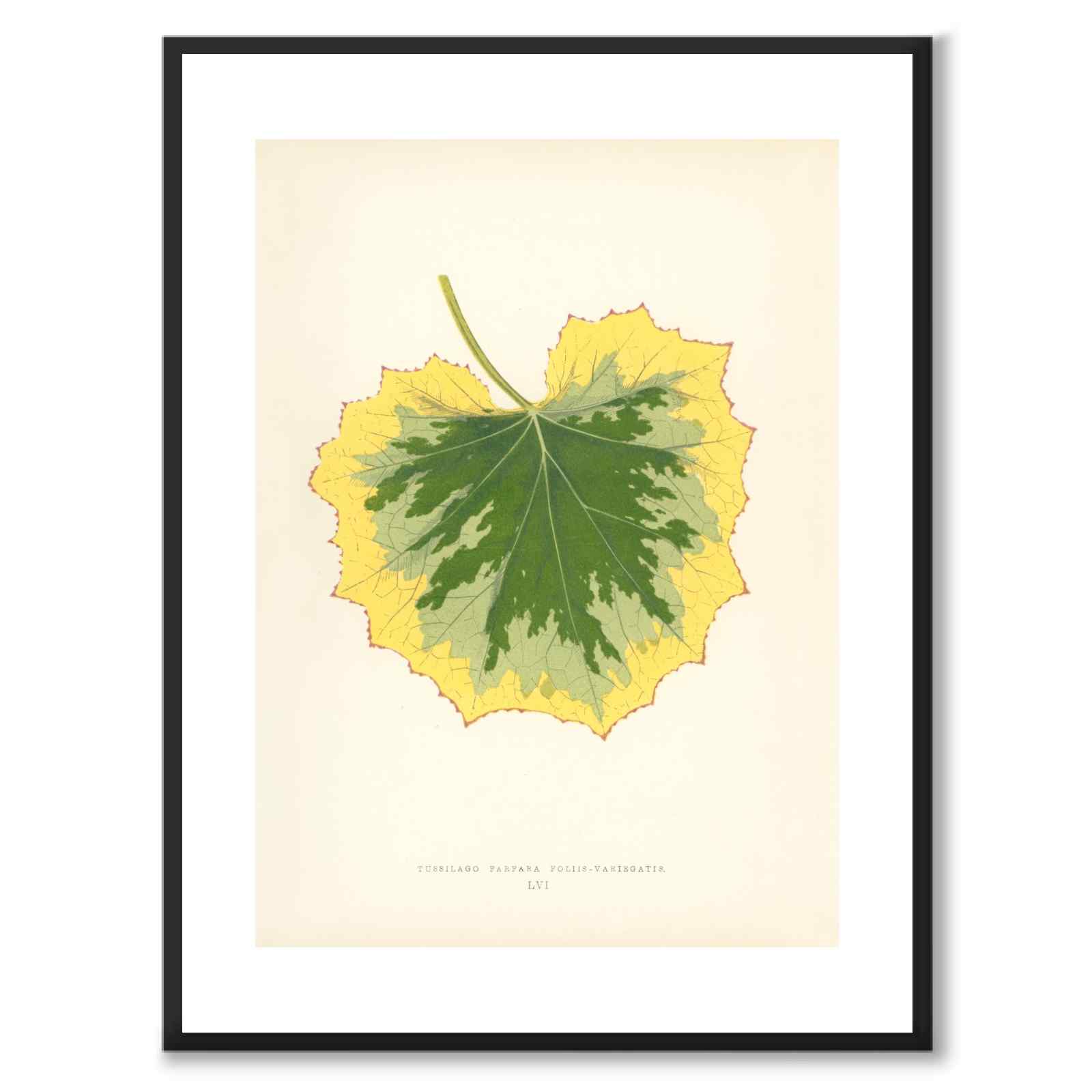 Lowe som vintageillustration och poster från Historly – med vit kant utan titel