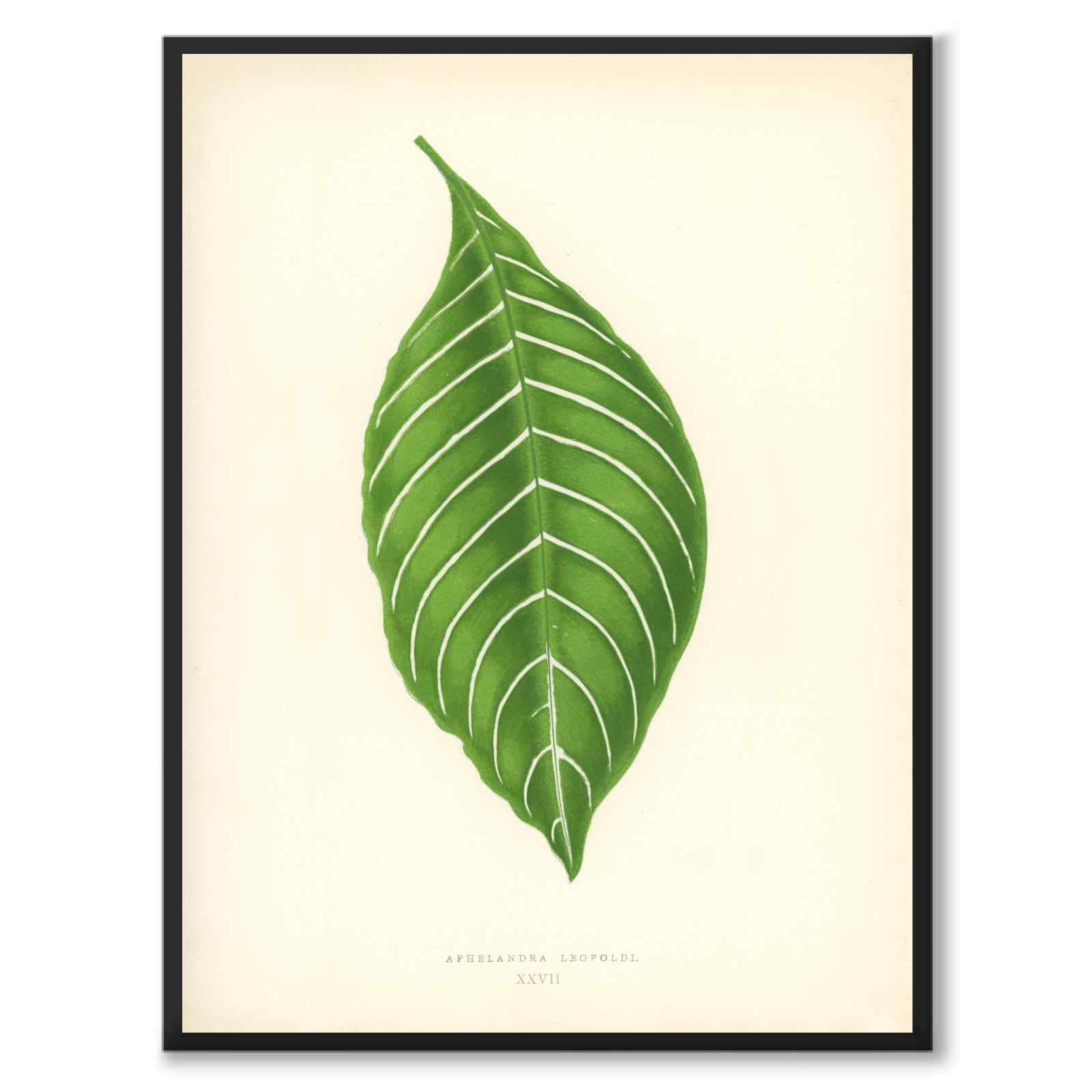 Lowe som vintageillustration och poster från Historly – helbild utan vit kant