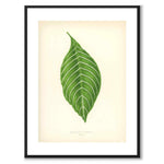 Lowe som vintageillustration och poster från Historly – med vit kant utan titel