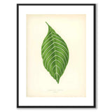 Lowe som vintageillustration och poster från Historly – med vit kant utan titel