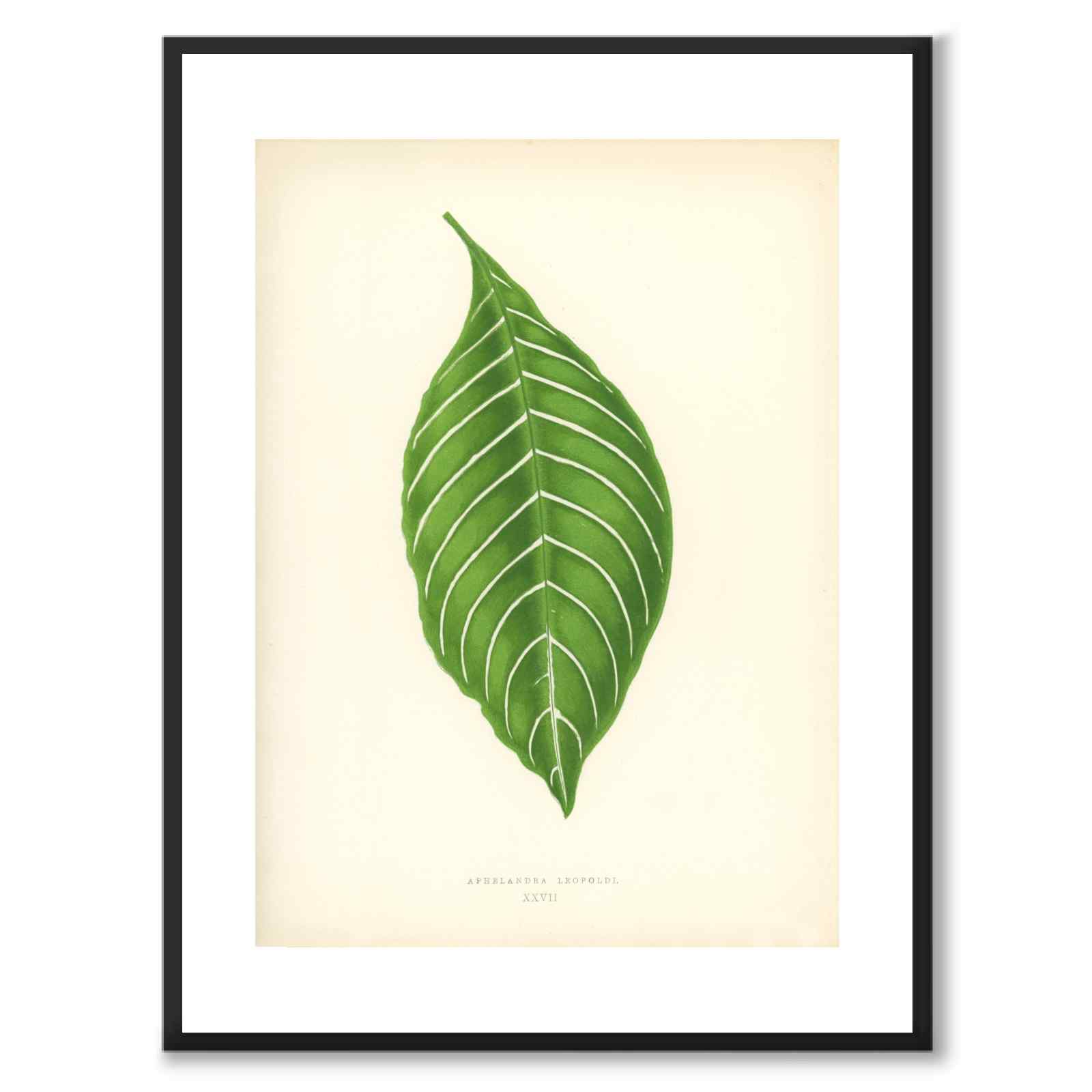 Lowe som vintageillustration och poster från Historly – med vit kant utan titel