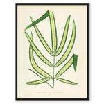 Lowe som vintageillustration och poster från Historly – helbild utan vit kant