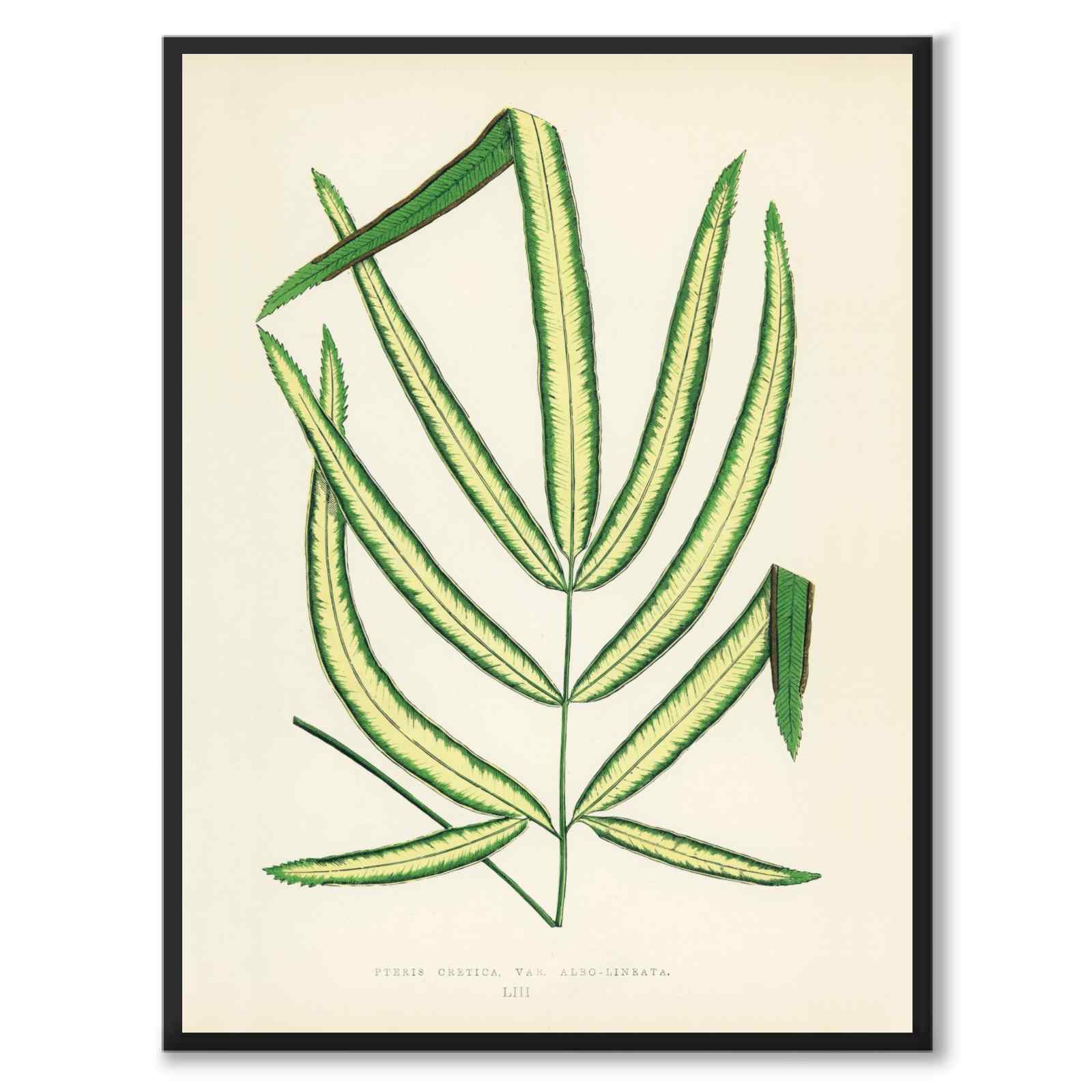 Lowe som vintageillustration och poster från Historly – helbild utan vit kant