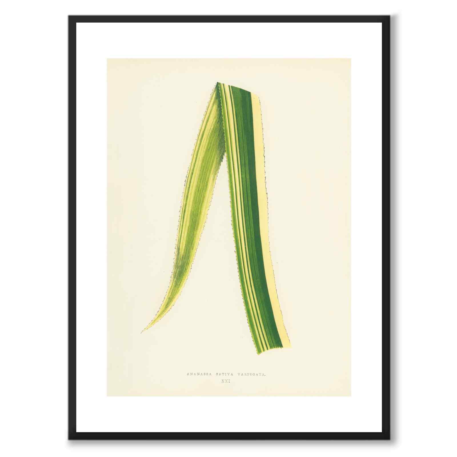 Lowe som vintageillustration och poster från Historly – med vit kant utan titel