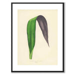 Lowe som vintageillustration och poster från Historly – med vit kant utan titel