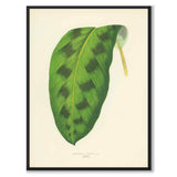 Lowe som vintageillustration och poster från Historly – helbild utan vit kant