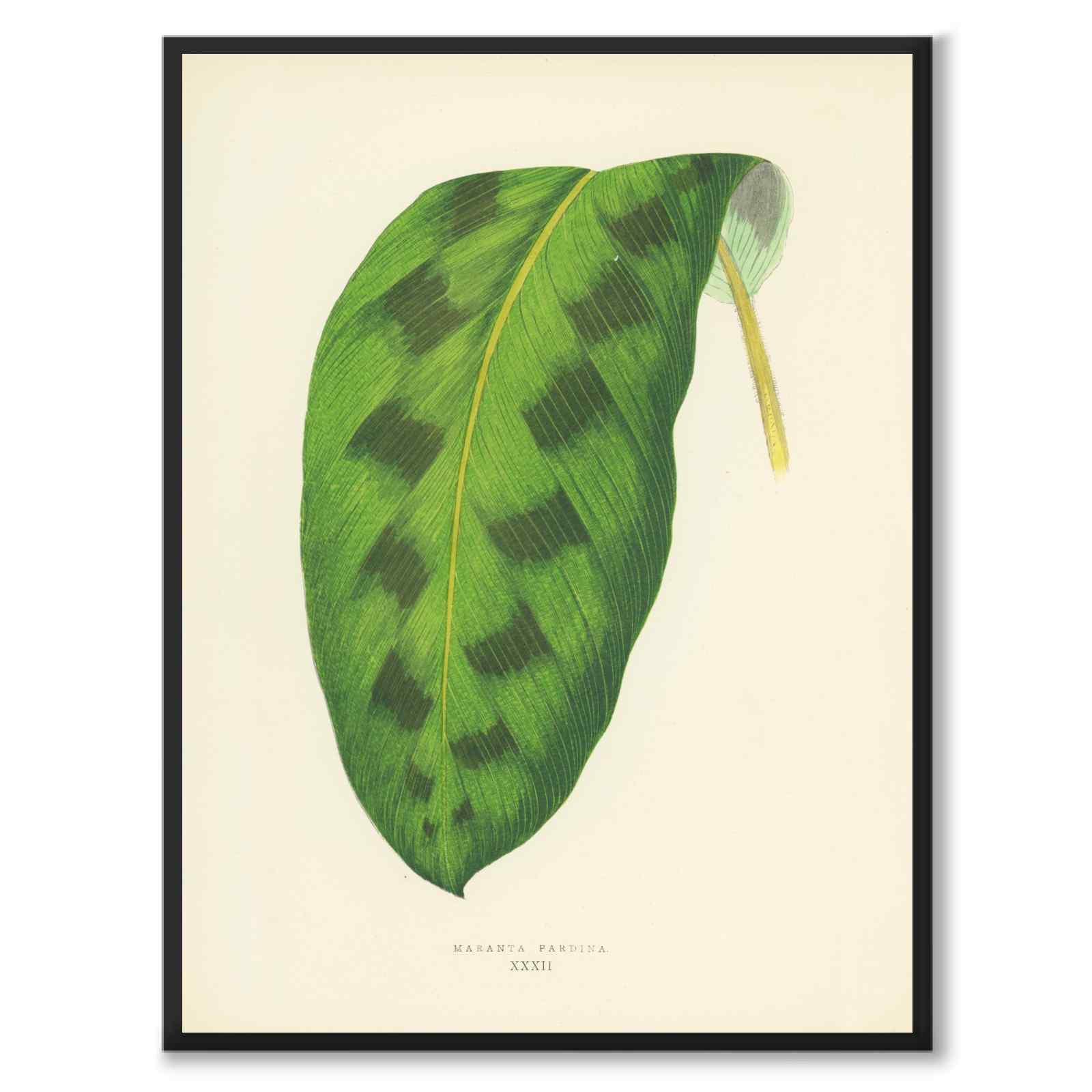 Lowe som vintageillustration och poster från Historly – helbild utan vit kant