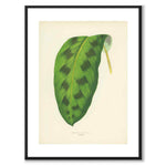 Lowe som vintageillustration och poster från Historly – med vit kant utan titel