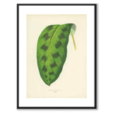 Lowe som vintageillustration och poster från Historly – med vit kant utan titel
