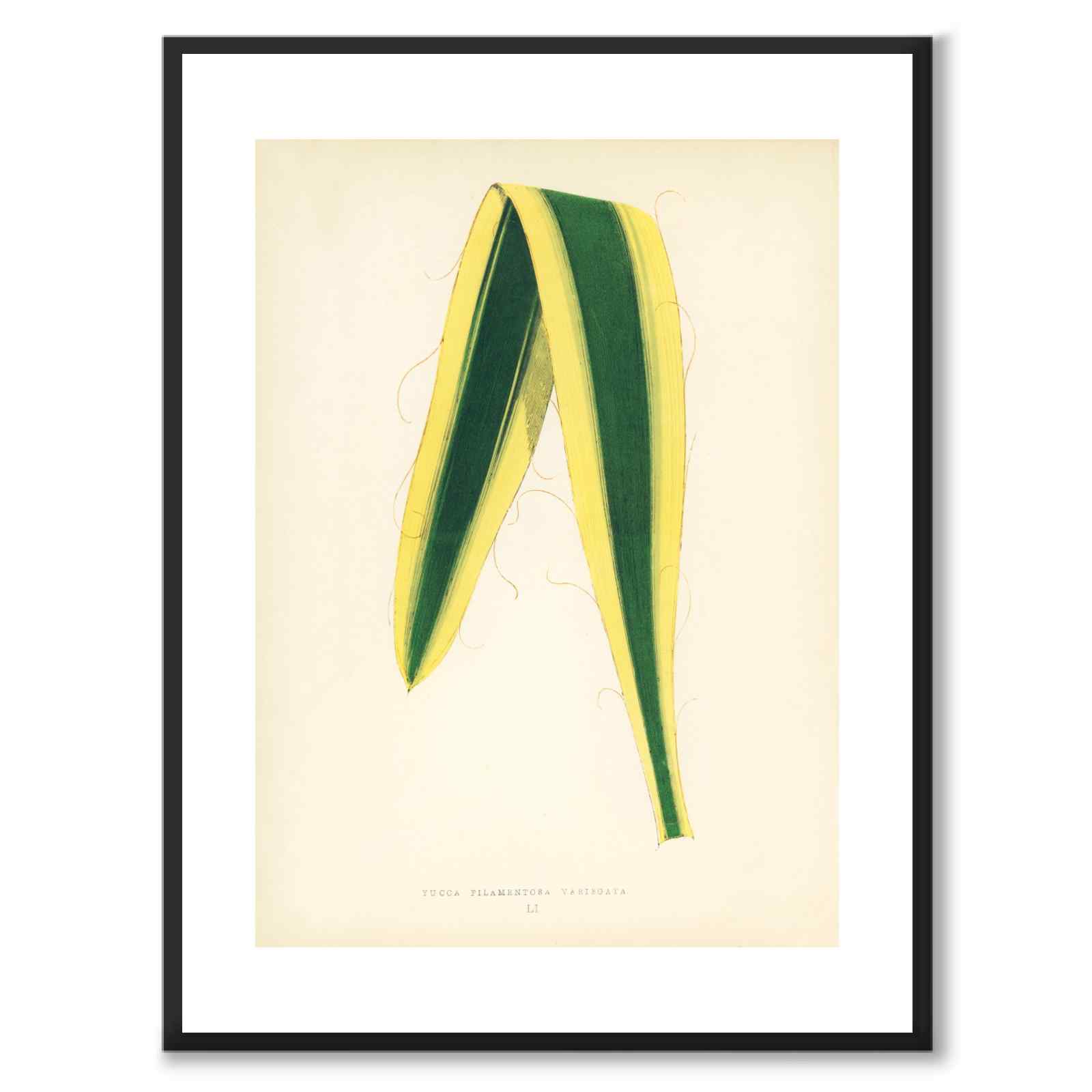 Lowe som vintageillustration och poster från Historly – med vit kant utan titel