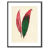 Lowe som vintageillustration och poster från Historly – med vit kant utan titel