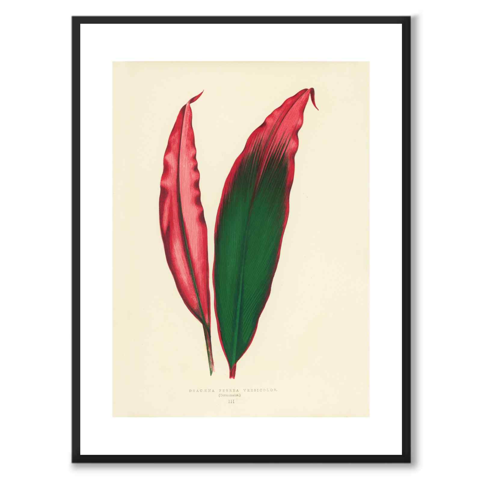 Lowe som vintageillustration och poster från Historly – med vit kant utan titel