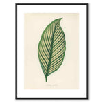 Lowe som vintageillustration och poster från Historly – med vit kant utan titel