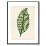 Lowe som vintageillustration och poster från Historly – med vit kant utan titel