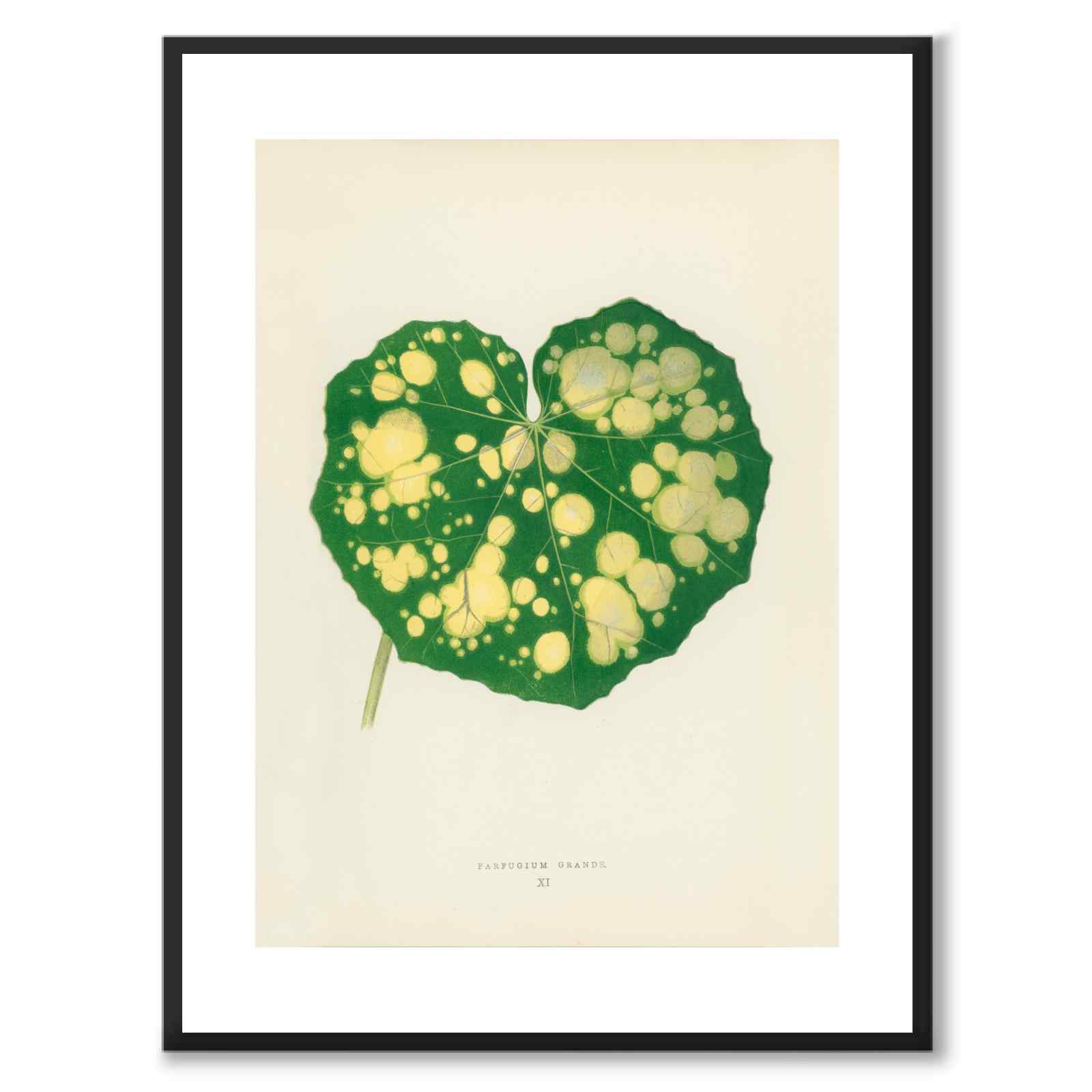 Lowe som vintageillustration och poster från Historly – med vit kant utan titel