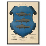 The coat of arms of Ångermanland as a vintage illustration and poster from Historly – full image without white border