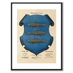 The coat of arms of Ångermanland as a vintage illustration and poster from Historly – with white border without title