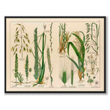 Botanic som vintageillustration och poster från Historly – helbild utan vit kant