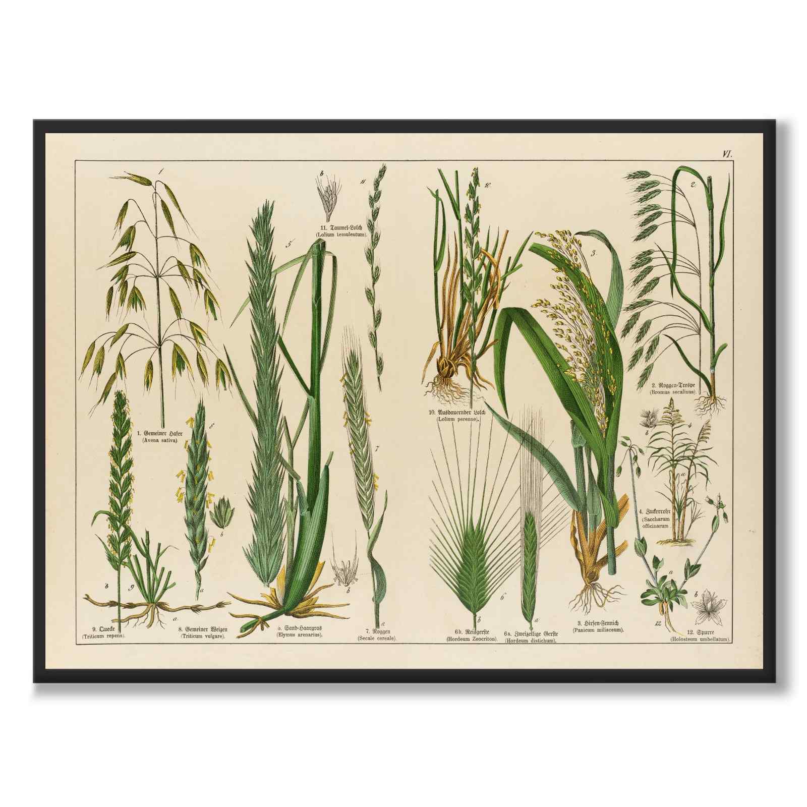 Botanic som vintageillustration och poster från Historly – helbild utan vit kant
