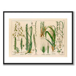 Botanic som vintageillustration och poster från Historly – med vit kant utan titel